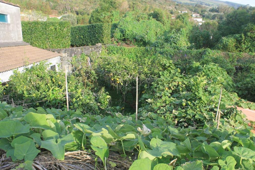 Quinta Do Areeiro Διαμέρισμα Horta  Εξωτερικό φωτογραφία